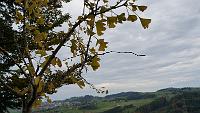  20. Oktober 2013 - die Ginkgoblätter sind braun geworden